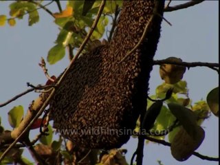 2939.Corbett National Park - Animal's paradise