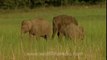 2940.Elephants Day Out in Jim Corbett National Park