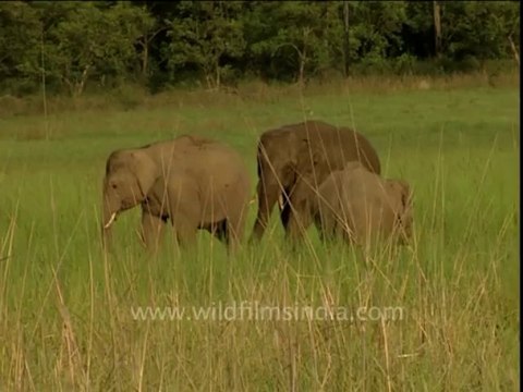 2940.Elephants Day Out in Jim Corbett National Park