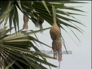 295.Baya Weaver birds at their nests