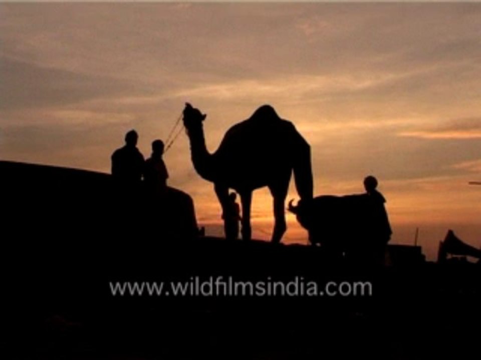 2958.Camel drinking water