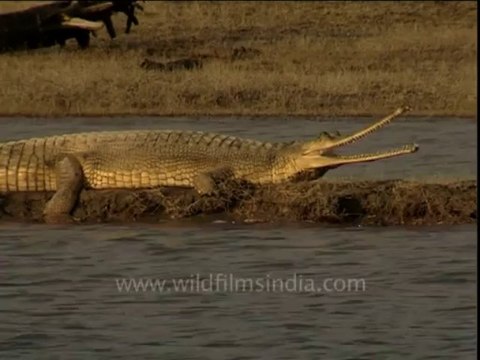 2960.Crocodiles having a nice time