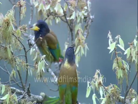 2963.Brahminy Ducks on Asan Barrage