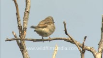 2990.Noisy little Red-vented Bulbuls