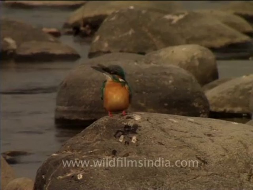2996.Common Kingfisher gobbles up fish