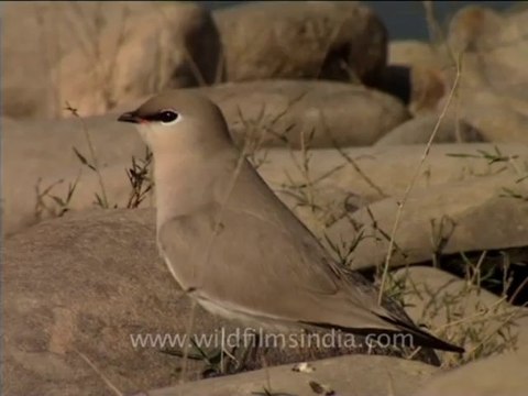 3003.Little Pratincole on Kalagarh Dam