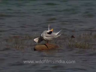 3022.River Tern on Kalagarh dam...
