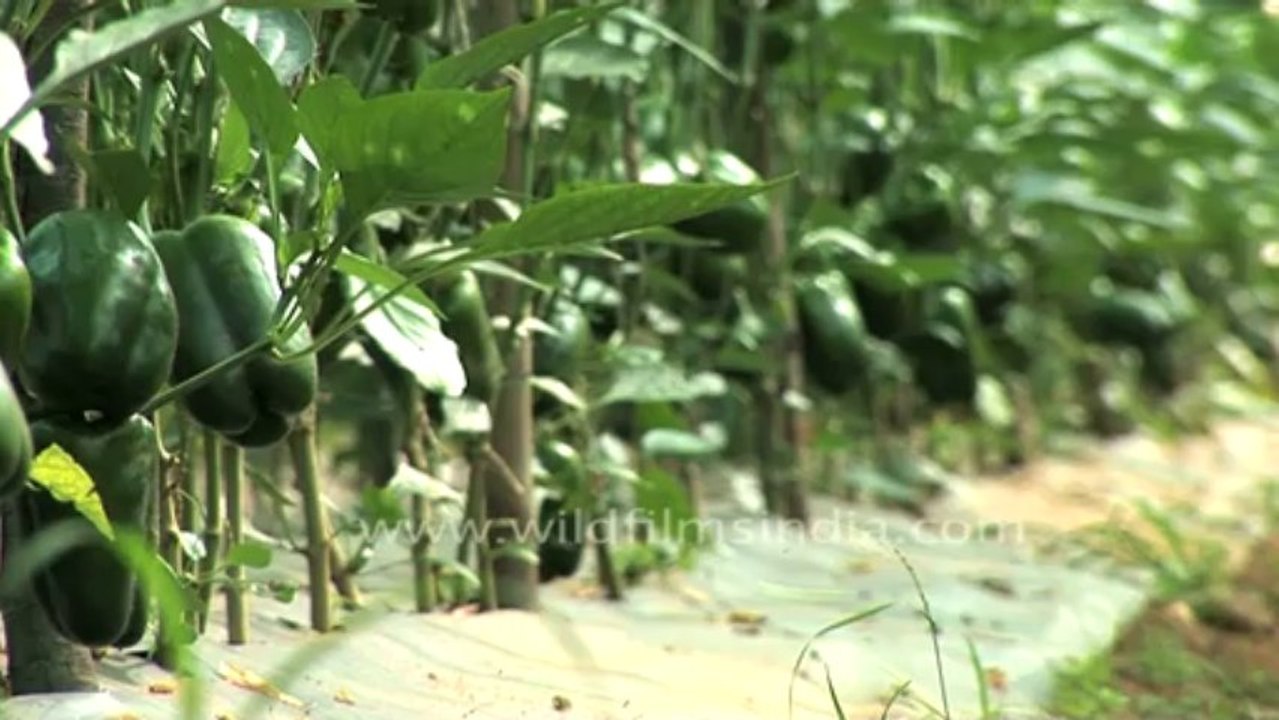 3025.Capsicum cultivation