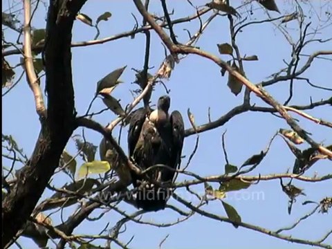 3026.Disappearing Vultures !!!