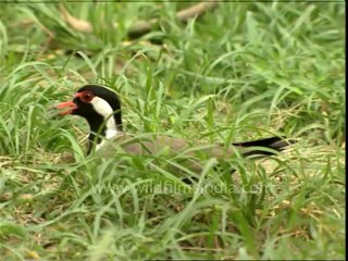3037.Red wattled lapwing walking on the ground