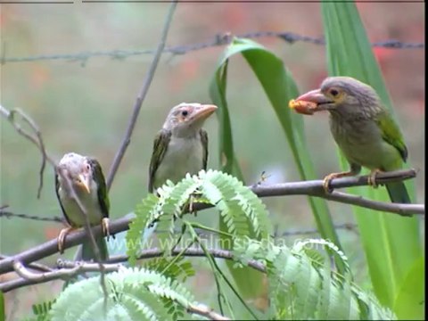 3038.Himalayan Barbet