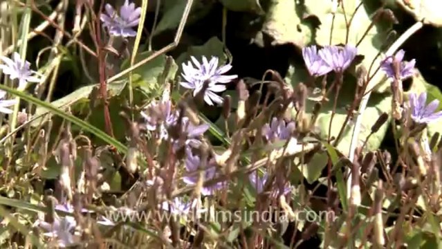3052.Landour flowers blooming