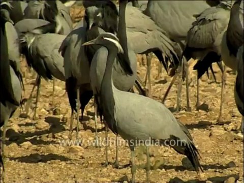 3065.Demoiselle Cranes