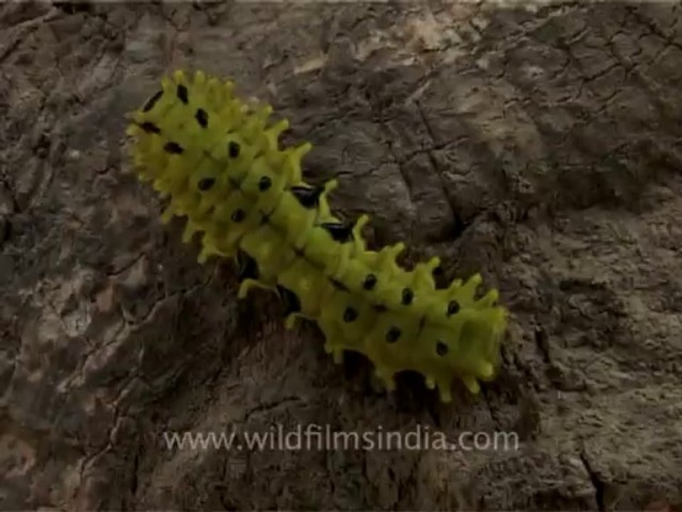 3069.Green Caterpillar