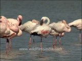 3084.Flamingos in Gujarat's Porbander region