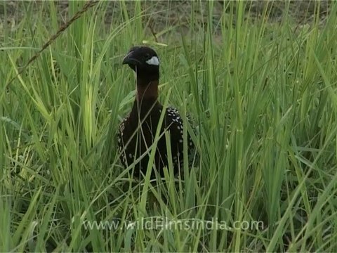 3085.Black Partridge