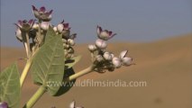 3096.Sam sand dunes of Rajasthan