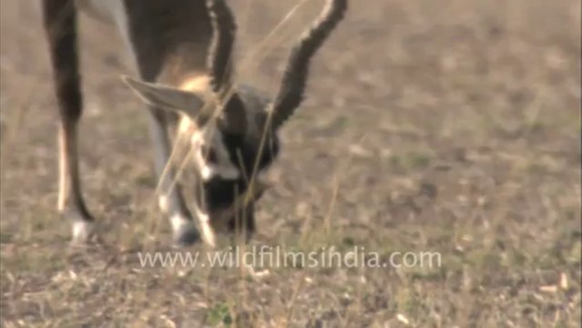 3101.Blackbuck at Talchappar Sanctuary in Rajasthan