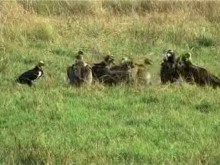 703.Vultures at Corbett National Park