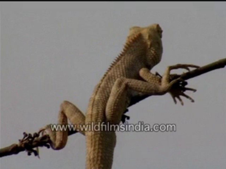 704.Calotes (garden lizard)