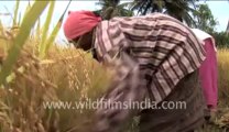 339.Paddy harvesting in India