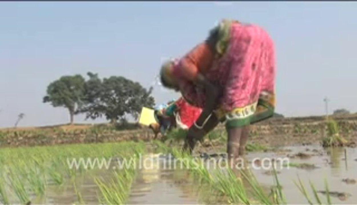 340.Agriculture in India