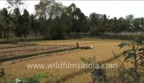 341.Wheat Harvesting in India