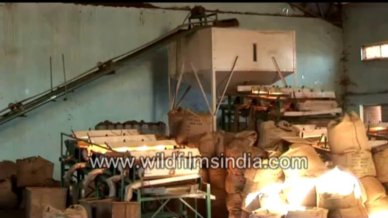430.Tea being processed in a garden factory in India