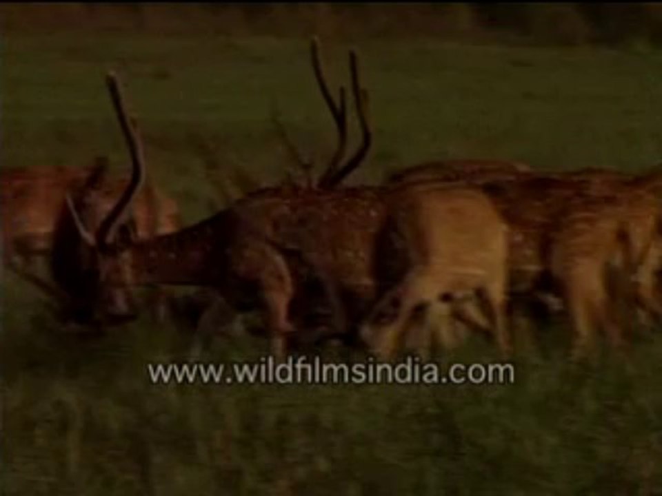 446.spotted deer eating grasses