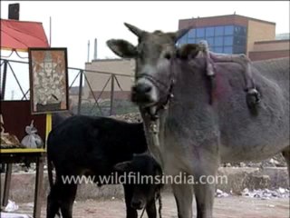 460.A six legged cow!