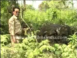 504.Elephant killed by poachers!