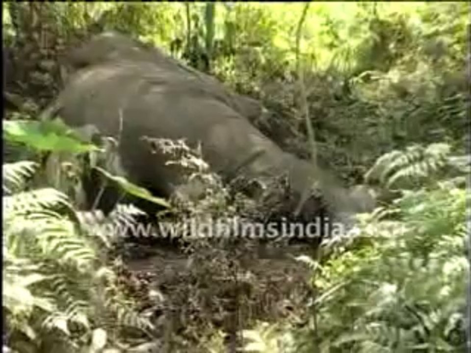 506.Dead elephant with maggots festering...