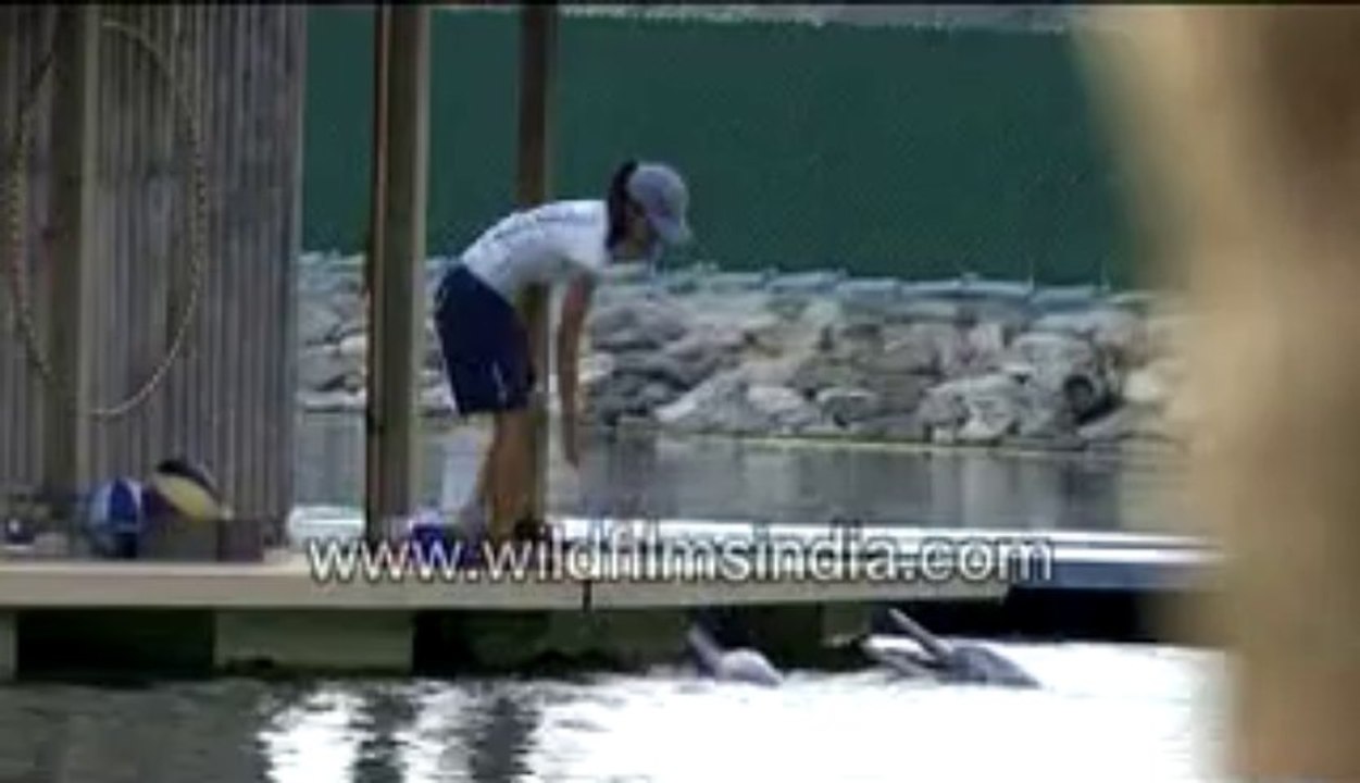 573.Dolphins playing with a ball