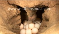 58. Olive ridley turtle laying eggs