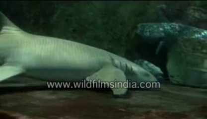 582.Sharks in an aquarium