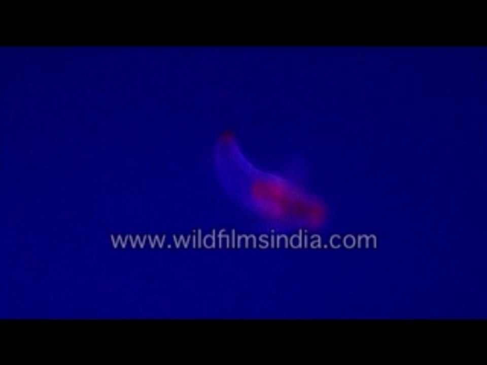 583.Fairy shrimp