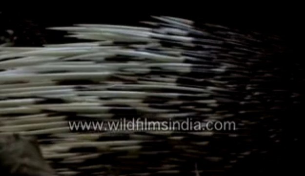 587.Porcupine quills or Spines