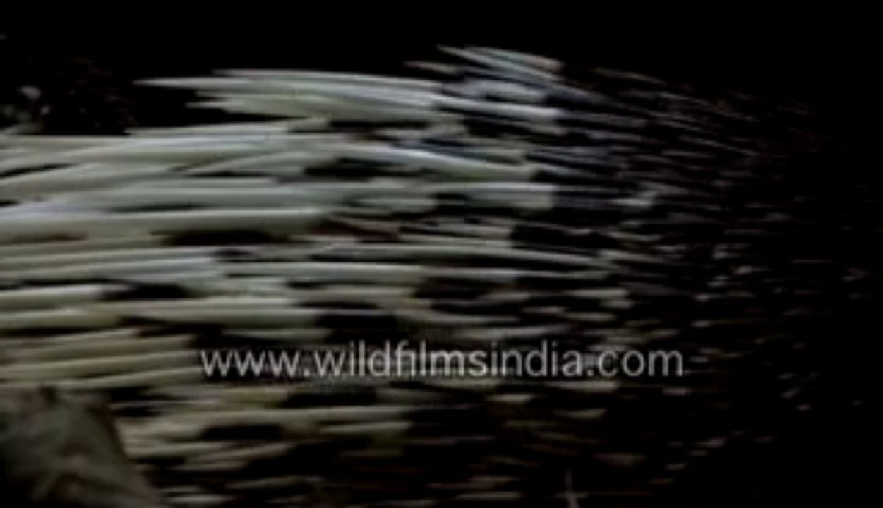 587.Porcupine quills or Spines