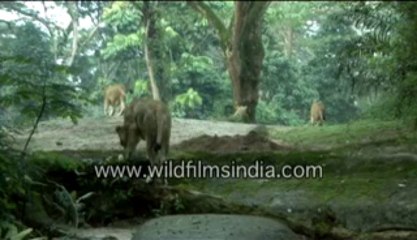 592.Lioness and her cubs