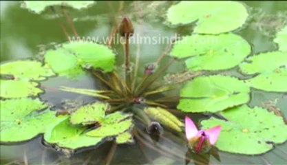 635.Time Lapse of Water Lily from South America