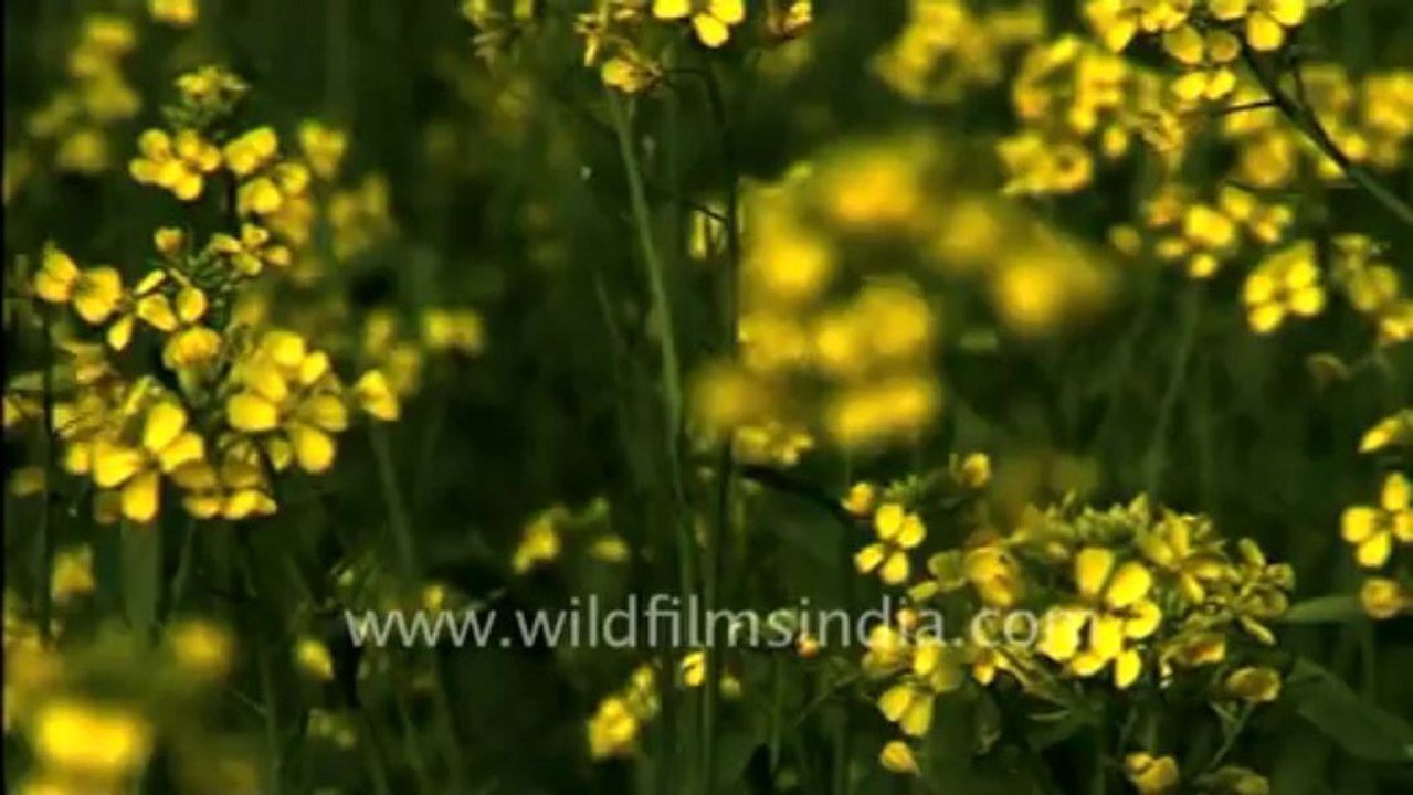 650.Mustard Field