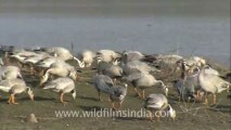 655.Bar-headed Geese near Sariska National Park