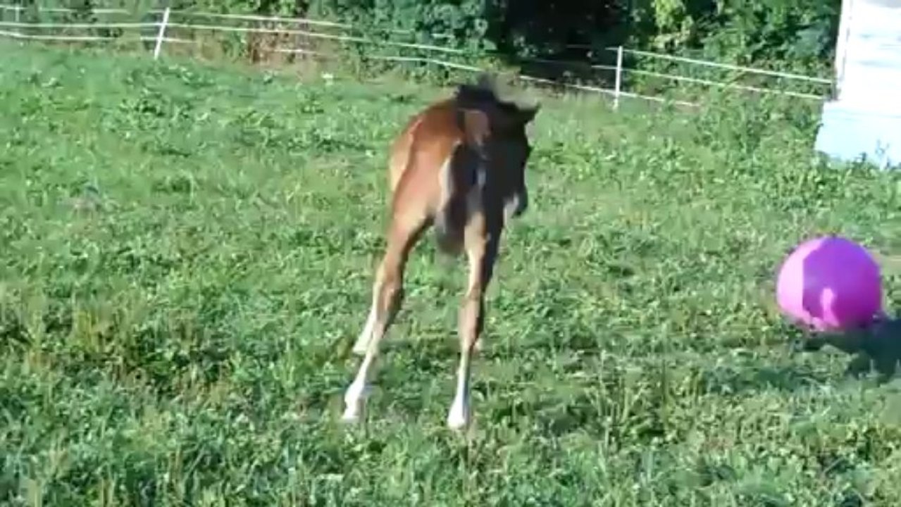 DIDOU a  11 semaines