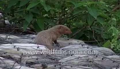 712.Mongoose in India