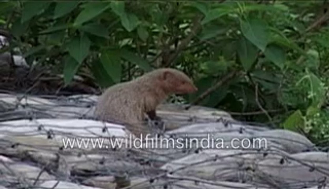 712.Mongoose in India