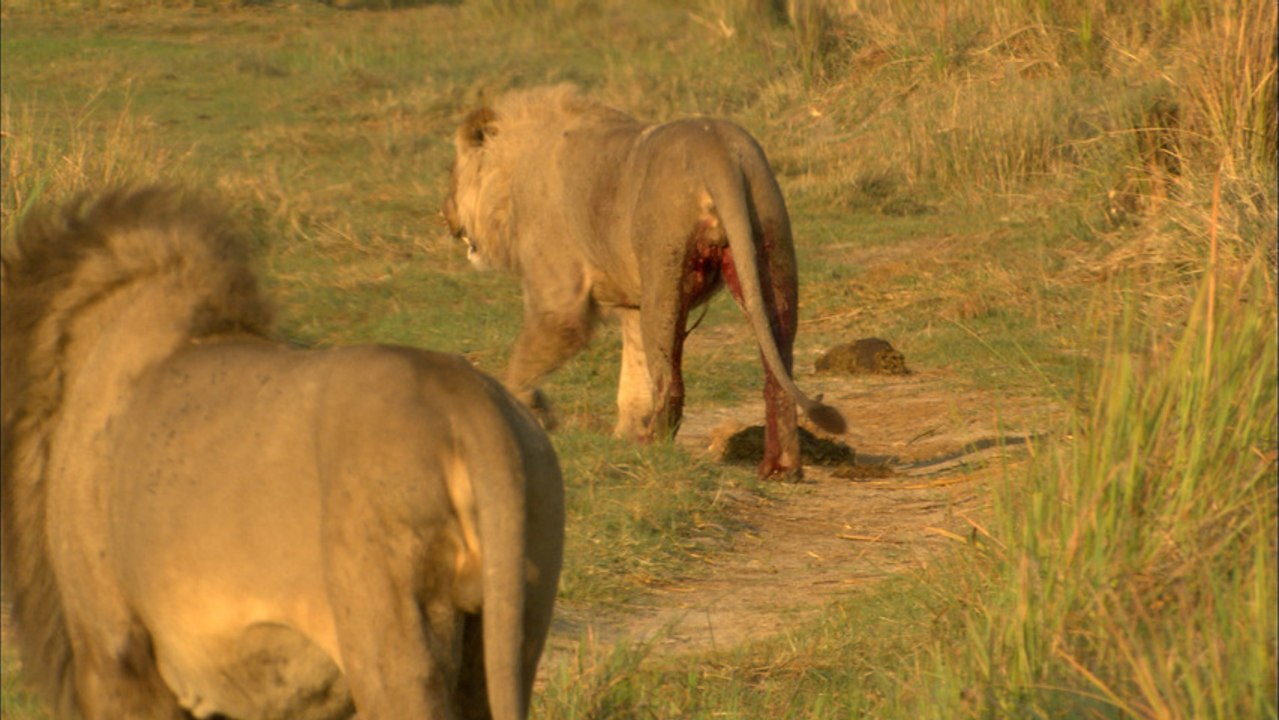 Lion prides clash