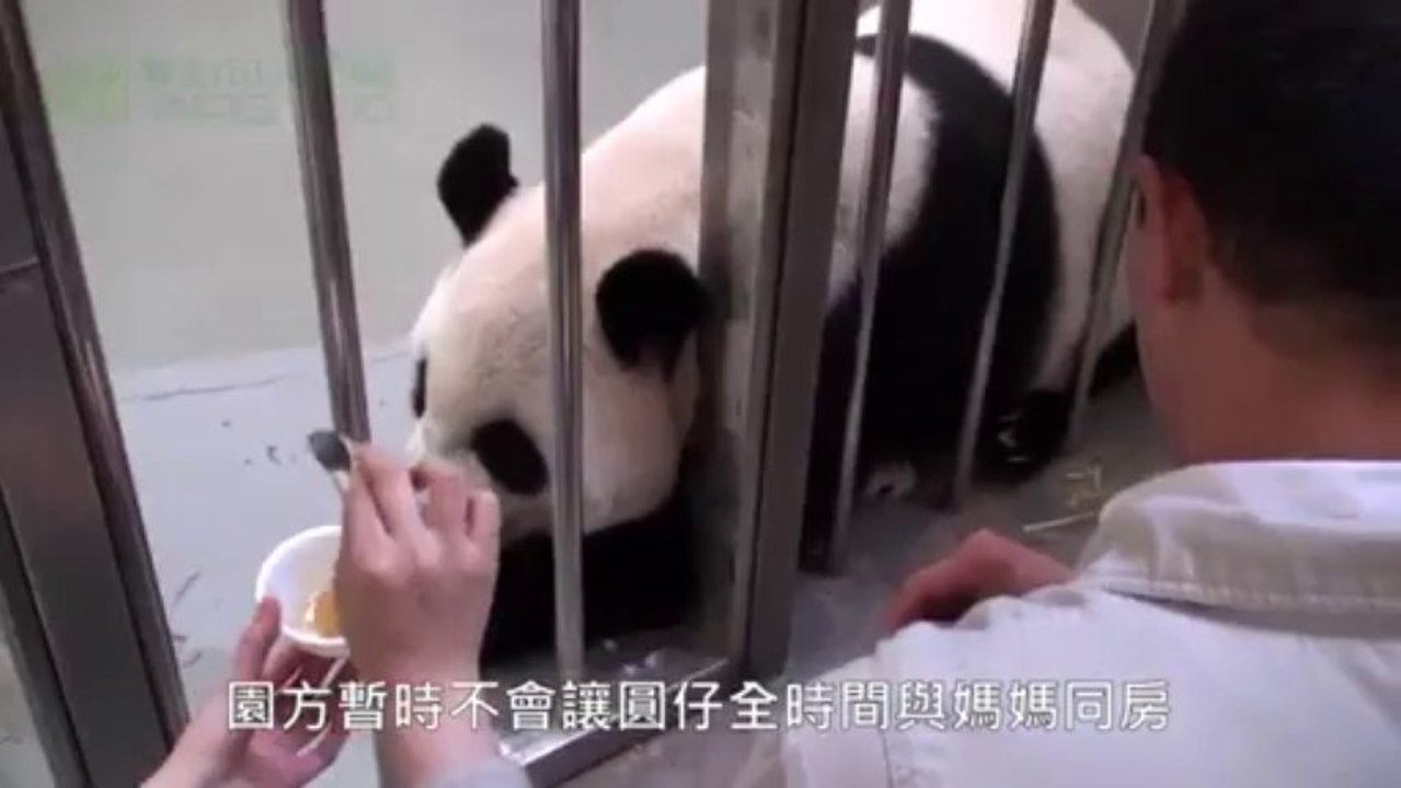 retrouvaille d'une maman panda avec son bébé