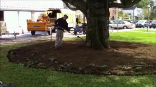Air Spade Services to Excavate Soil & Tree Disease Diagnose!