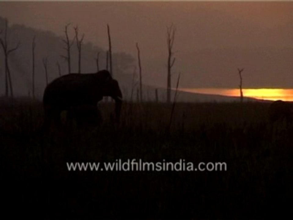 761.Elephants racing in Corbett…