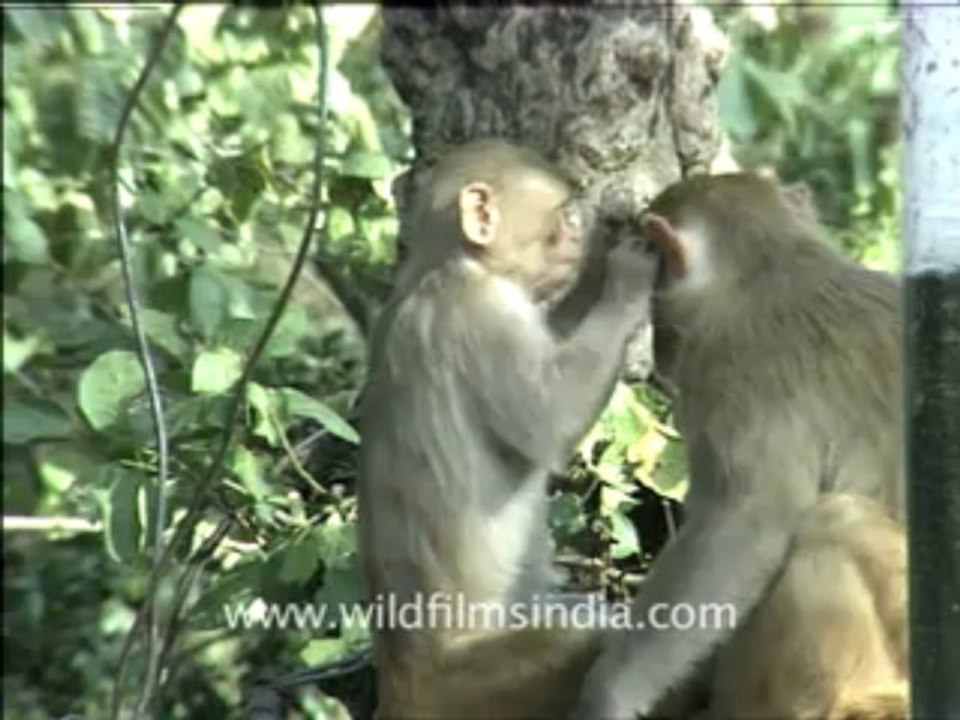 788.Monkeys